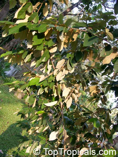 Chrysophyllum cainito, Achras caimito, Caimito, Star Apple, Satin Leaf. Chrysophyllum sp. Jandong