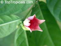 Wrightia dubia, Cameraria dubia, Wrightia cambodiensis, Starfish Flower, Red Wrightia

Click to see full-size image