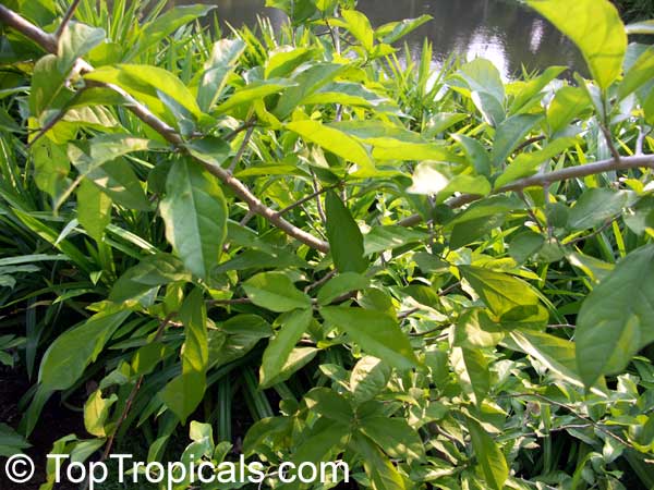 Alangium salviifolium, Sage-leaf Alangium