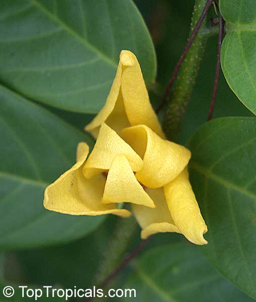 The Small But Powerfully Fragrant Hoya Lacunosa