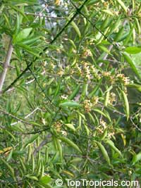Randia siamensis, Oxyceros horridus, Fragrant randia

Click to see full-size image