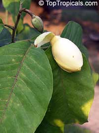 Magnolia liliifera, Talauma candollei, Magnolita, Egg Magnolia

Click to see full-size image