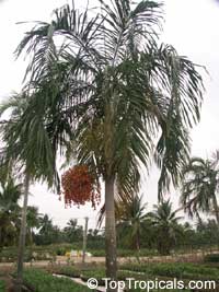 Ptychosperma elegans, Solitaire Palm

Click to see full-size image