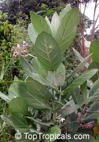 Calotropis gigantea, Giant Milkweed, Crown Flower, Giant Calotrope, Arka, Jilledu, Erukkam Madar, White Madaar

Click to see full-size image