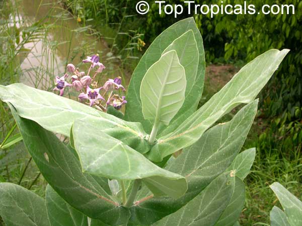 Calotropis gigantea, Giant Milkweed, Crown Flower, Giant Calotrope, Arka, Jilledu, Erukkam Madar, White Madaar