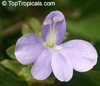 Barleria cristata, Philippine Violet, Crested Philippine Violet, December Flower

Click to see full-size image