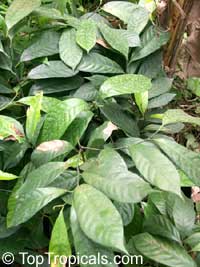 Myristica fragrans, Nutmeg

Click to see full-size image