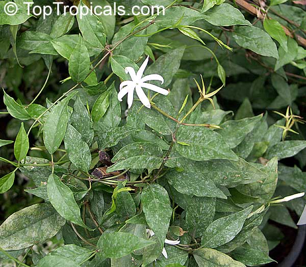 Jasminum adenophyllum, Bluegrape jasmine, Princess jasmine, Che vang, Lai la co tuyen