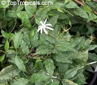 Jasminum adenophyllum, Bluegrape jasmine, Princess jasmine, Che vang, Lai la co tuyen

Click to see full-size image