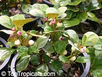 Ficus deltoidea, Ficus diversifolia, Mistletoe Fig

Click to see full-size image
