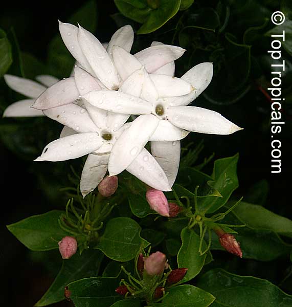 Jasminum dichotomum, Rose Bud Jasmine, Everblooming Jasmine, Gold Coast Jasmine