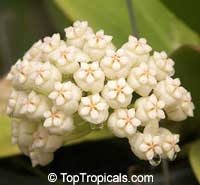 Hoya pachyclada, Wax plant

Click to see full-size image