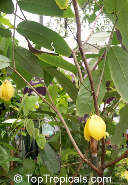 Desmos cochinchinensis, Dwarf Ylang Ylang shrub