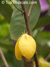 Desmos cochinchinensis, Dwarf Ylang Ylang shrub

Click to see full-size image