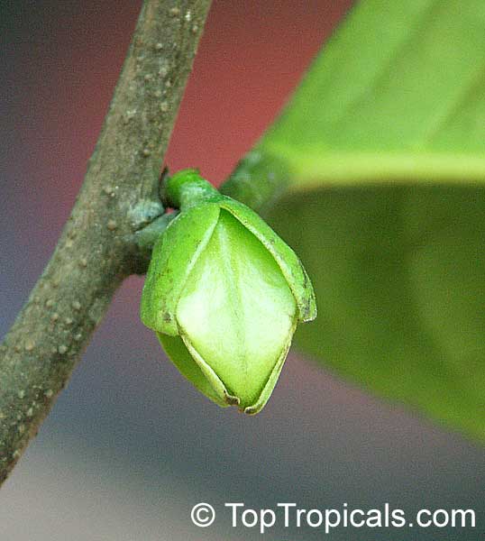 Barberry Concorde Bing Images Plants Fall Plants Unusual Plants