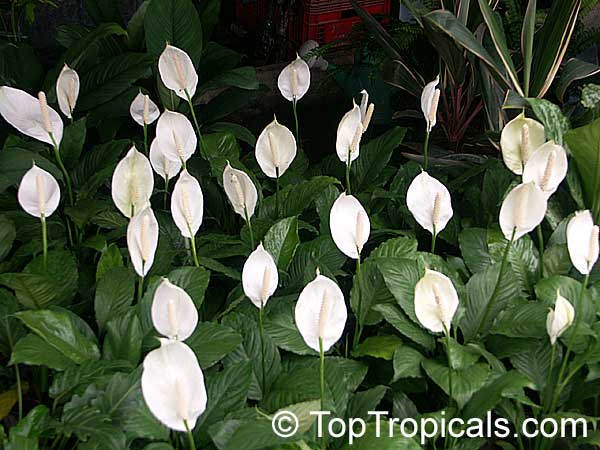 Spathiphyllum Wallisii Common Name Peace Lily Top Tropicals Plant Spathiphyllum Wallisii Common Name Peace Lily Top Tropicals Plant
