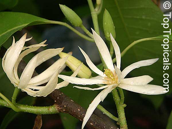 Magnolia sirindhorniae, Magnolia