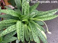 Drimiopsis sp., Giant Squill, Measles Leaf

Click to see full-size image