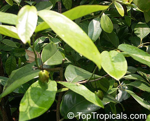 Desmos cochinchinensis, Dwarf Ylang Ylang shrub