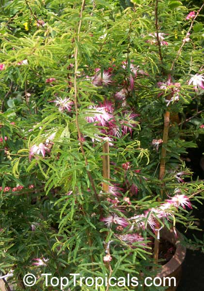 Calliandra parvifolia, Powderpuff, Pink Calliandra, Plumerillo Rosado