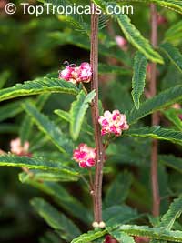 Calliandra parvifolia, Powderpuff, Pink Calliandra, Plumerillo Rosado

Click to see full-size image