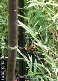 Phyllostachys nigra, Black Bamboo

Click to see full-size image