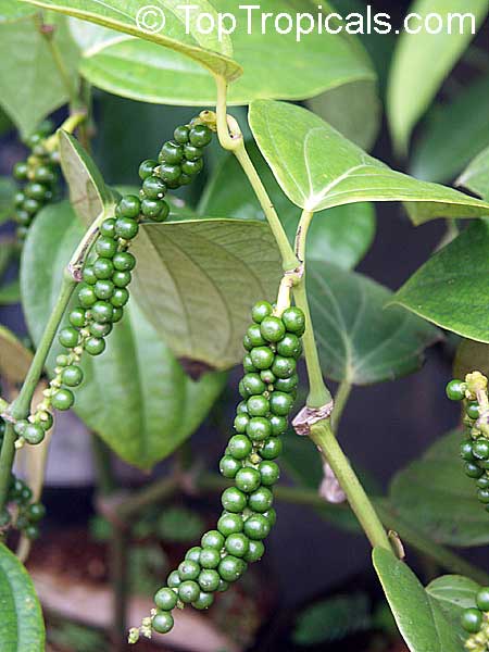 Piper nigru Peppercorns Viable Root X 5 cuts 4-5 Inch vegetative Black Pepper 