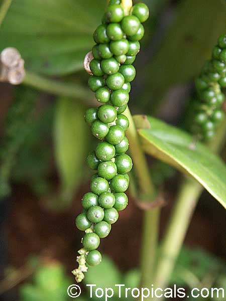 Piper nigru Peppercorns Viable Root X 5 cuts 4-5 Inch vegetative Black Pepper
