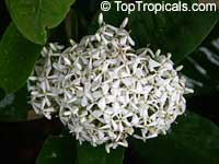 Ixora finlaysoniana, Ixora fragrans, Fragrant Ixora

Click to see full-size image