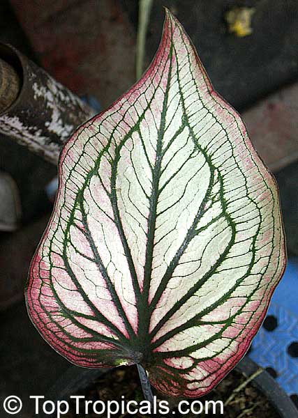 Caladium bicolor, Caladium, Fancy Leaved Caladium