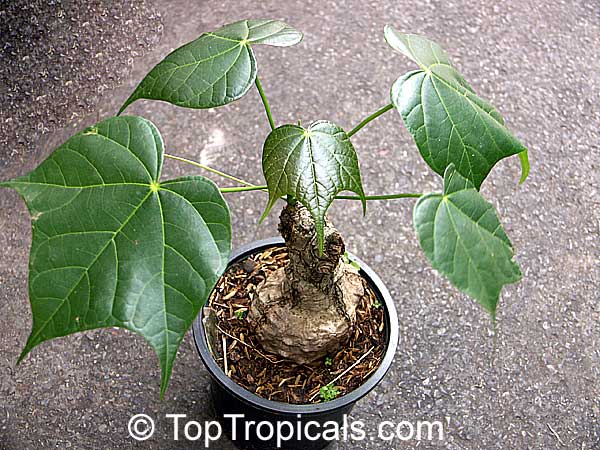 Gyrocarpus jacquini (americanus) - seeds