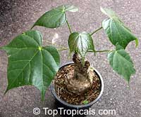 Gyrocarpus americanus (jacquini)

Click to see full-size image