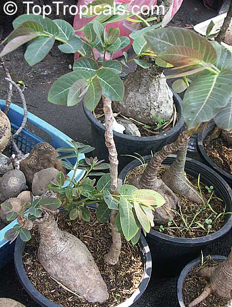 Phyllanthus mirabilis,Caudex,Euphorbia,Bulb4 