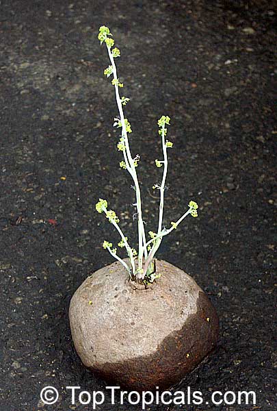 Stephania erecta, Stephania