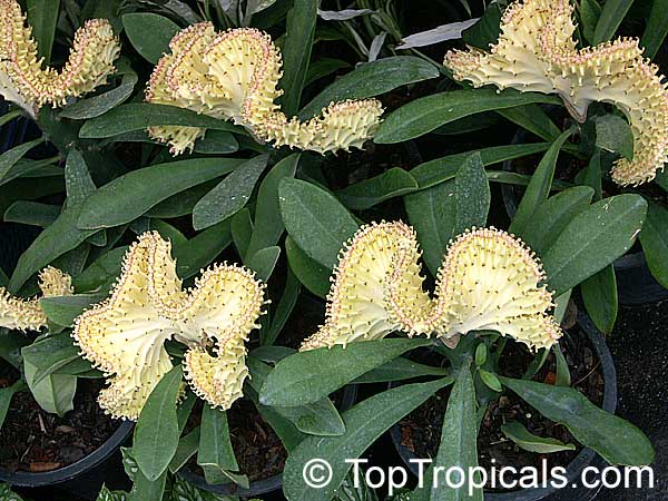 Euphorbia lactea, Candelabra Plant, Elkhorn. Euphorbia lactea cristata