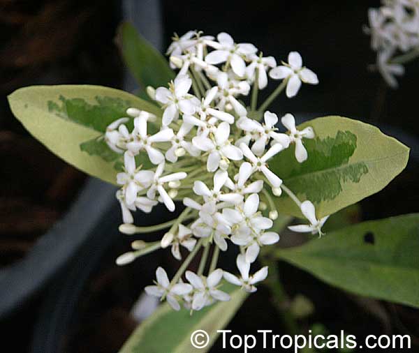 Ixora sp., Jungle Flame, Needle Flower. Variegated cultivar