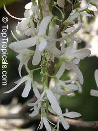 Petrea pubescens, Petrea glandulosa, Petrea volubilis var. alba, Queen's Wreath

Click to see full-size image