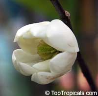 Magnolia dianica, Magnolia shrub

Click to see full-size image