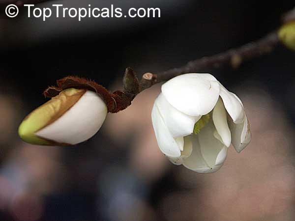 Magnolia dianica, Magnolia shrub