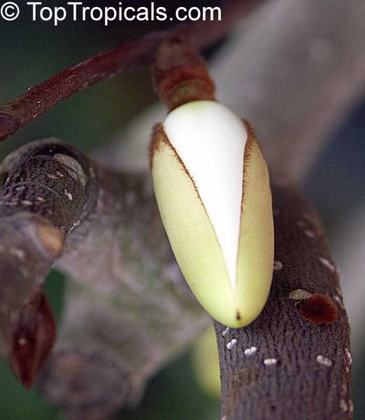 Magnolia dianica, Magnolia shrub
