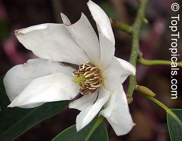 Magnolia floribunda, Michelia floribunda, Magnolia compressa, Magnolia