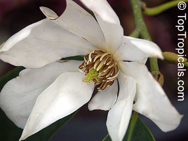 Magnolia floribunda, Michelia floribunda, Magnolia compressa, Magnolia
