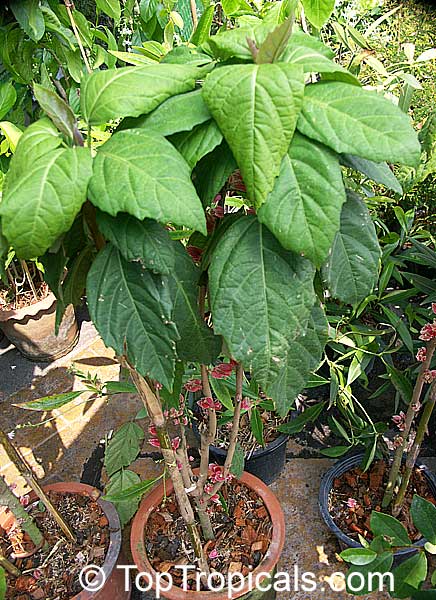 Pavonia strictiflora, Goethea strictiflora, Goethea cauliflora, Goethea