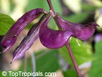 Lablab purpureus, Dolichos lablab, Hyacinth bean

Click to see full-size image