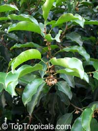 Mimusops elengi, Spanish Cherry, Bakul Tree

Click to see full-size image