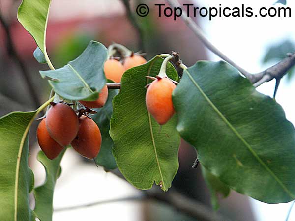 Mimusops elengi, Spanish Cherry, Bakul Tree