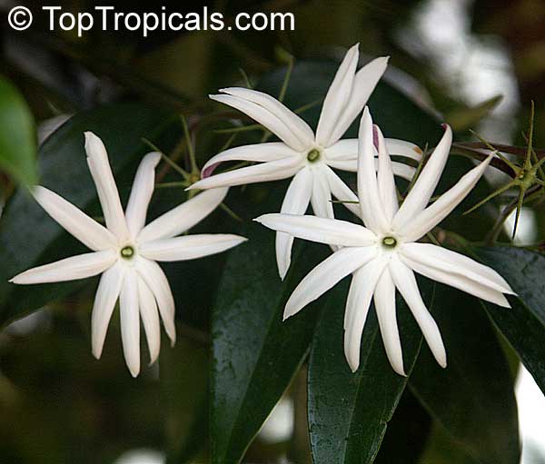Jasminum nitidum (illicifolium) - Star 
Jasmine