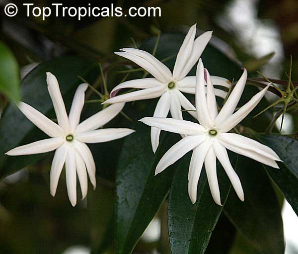 Jasminum nitidum (illicifolium) - Star Jasmine