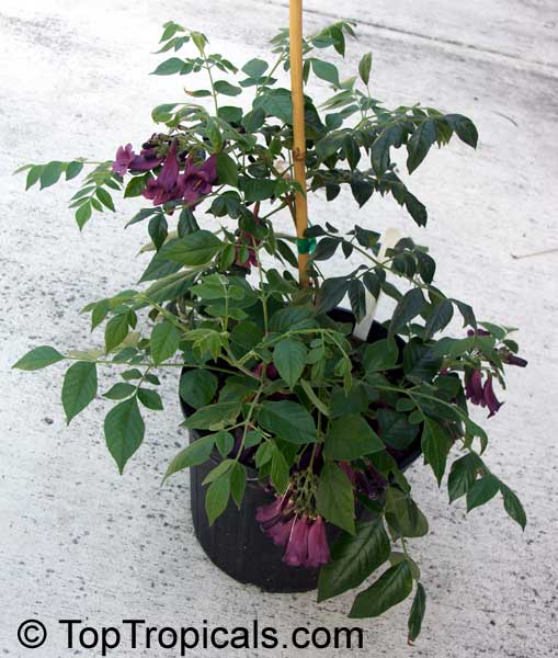 Jacaranda jasminoides, Jacaranda curialis, Bignonia curialis, Maroon jacaranda. Blooming in 1 gal pot