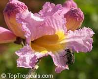 Tabebuia impetiginosa, Handroanthus heptaphyllus, Dwarf Pink Tabebuia, Ant Wood

Click to see full-size image